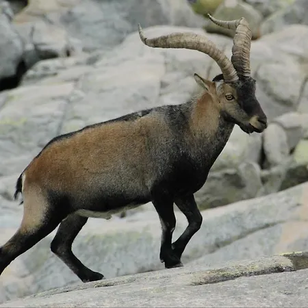 Rural La Dehesilla 2*